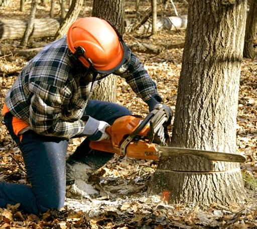 Tree Removal in Crooked Creek, AK
